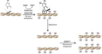 SERS-Based Assessment of MRD in Acute Promyelocytic Leukemia?